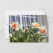 デリケートな可愛い水仙春 (正面)