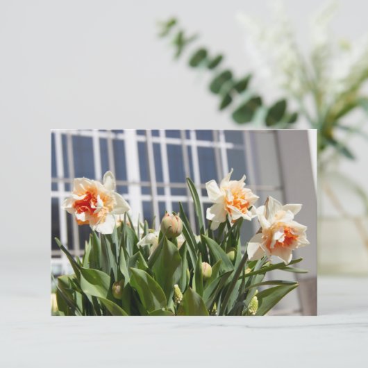 デリケートな可愛い水仙春 (スタンド正面)