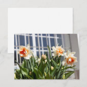 デリケートな可愛い水仙春 (正面/裏面)