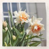 デリケートな可愛い水仙春 ガラスコースター (正面)