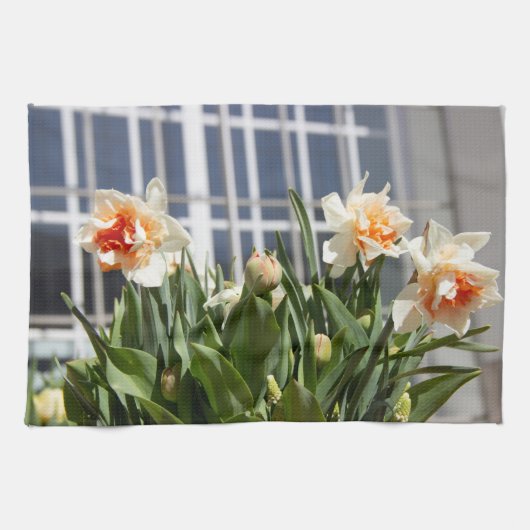 デリケートな可愛い水仙春 キッチンタオル (横)