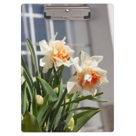 デリケートな可愛い水仙春 クリップボード
