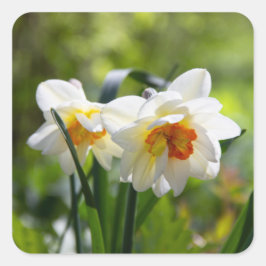 デリケートな可愛い水仙春 スクエアシール