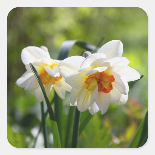 デリケートな可愛い水仙春 スクエアシール (正面)
