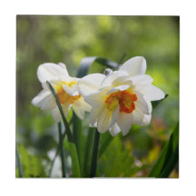 デリケートな可愛い水仙春