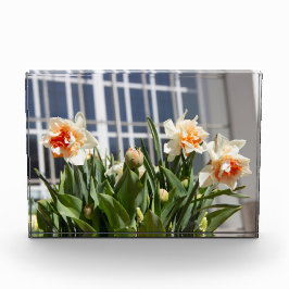 デリケートな可愛い水仙春 フォトブロック