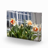 デリケートな可愛い水仙春 フォトブロック (右)