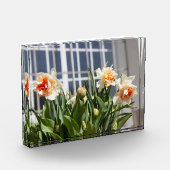 デリケートな可愛い水仙春 フォトブロック (左)