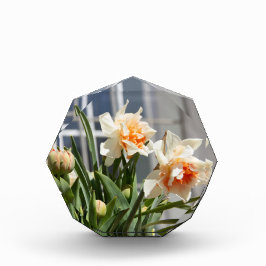 デリケートな可愛い水仙春 フォトブロック