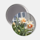 デリケートな可愛い水仙春 マグネット (正面/裏面)