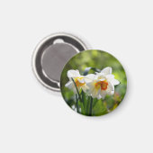 デリケートな可愛い水仙春 マグネット (正面/裏面)