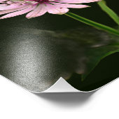 デリケートな花8 x 10 フォトプリント            (角)