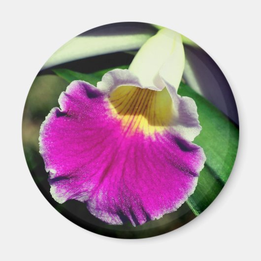 デリケートな蘭の花の写真 マグネット (正面)