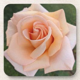 デリケートオレンジバラ開花フローラ コースター
