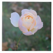 デリケートパステルピンクイエローローズ タイル (正面)