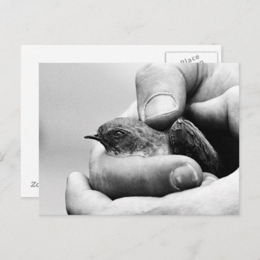 デリケート – はがき (正面/裏面)