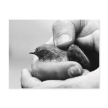 デリケート – はがき