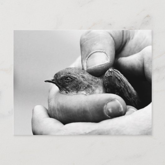 デリケート – はがき (正面)