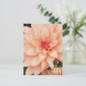 デリケート・ダリア ポストカード (スタンド正面)