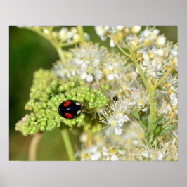 デルシュワルツ – ロートマリエンカファー ポスター