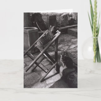 デルファイ、ギリシャ(挨拶状)で遊んでいる猫 カード