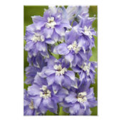 デルフィニウムの紫の花 フォトプリント            (正面)