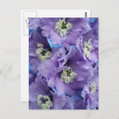 デルフィニウムモーニングライト ポストカード (正面/裏面)