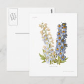 デルフィニウム ポストカード (正面/裏面)