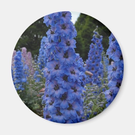 デルフィニウム マグネット (正面)