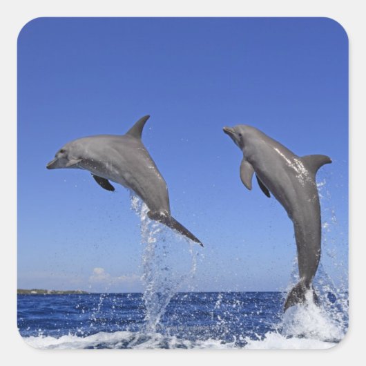 デルフィン2 スクエアシール (正面)