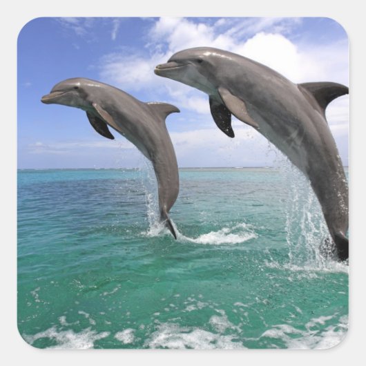 デルフィン スクエアシール (正面)