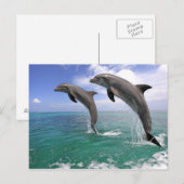 デルフィン ポストカード (正面/裏面)