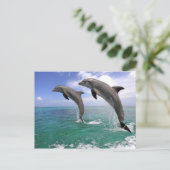 デルフィン ポストカード (スタンド正面)