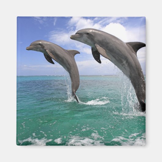 デルフィン マグネット (正面)