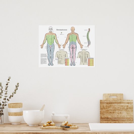 デルマトーム警報バック舒淇鍼治療ポイントチャート ポスター (キッチン)