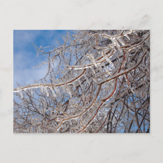 デルマーループ12月 ポストカード