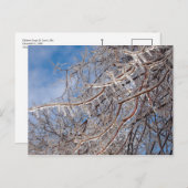 デルマーループ12月 ポストカード (正面/裏面)