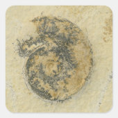 デンドライトを持つドイツのアンモナイト スクエアシール (正面)