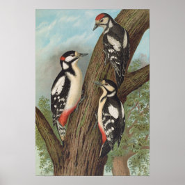 デンドロコプ専攻のスby Johann Friedrich Naumann ポスター