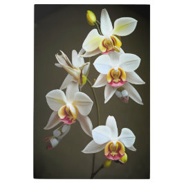 デンドロビウムのラン メタルプリント