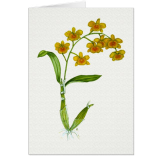 デンドロビウムのchrysotoxum