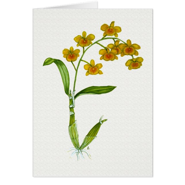 デンドロビウムのchrysotoxum (正面)