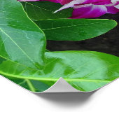 デンドロビウムオーキッドレイ ポスター (角)