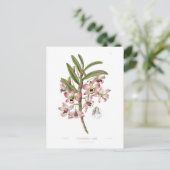 デンドロビウム胆汁 ポストカード (スタンド正面)