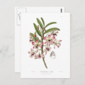 デンドロビウム胆汁 ポストカード (正面/裏面)