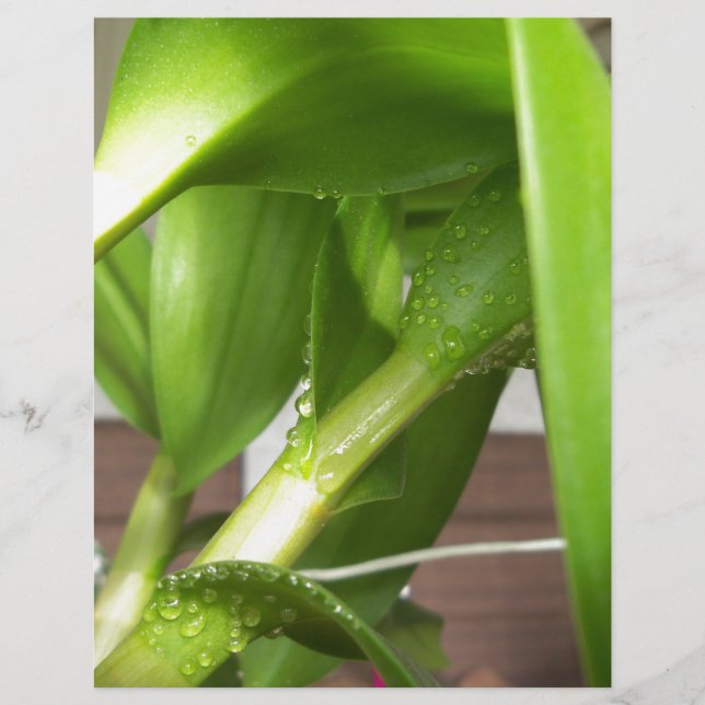 デンドロビウム・オーキッドの茎がクローズアップ (正面)