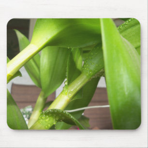 デンドロビウム・オーキッドの茎がクローズアップ マウスパッド