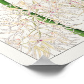 デンドロビウム・テレチフォリウムby谷上香南 ポスター (角)