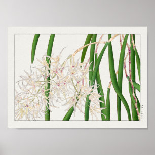 デンドロビウム・テレチフォリウムby谷上香南 ポスター