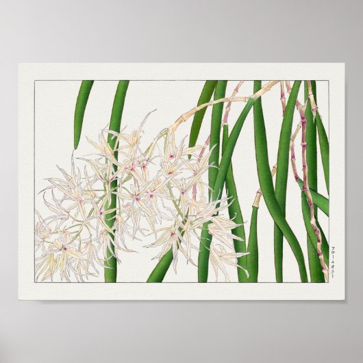 デンドロビウム・テレチフォリウムby谷上香南 ポスター (正面)